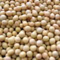 soyabeans