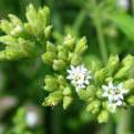 stevia plant