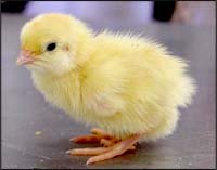 vegan baby chick
